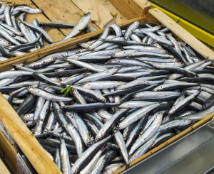 Intossicazione da istamina da consumo di alcune specie ittiche.